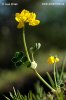 Coronilla vaginalis