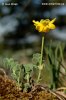 Coronilla vaginalis