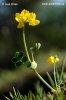 Coronille engainante