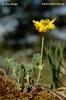 Coronille engainante