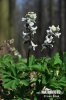 Corydalis cava