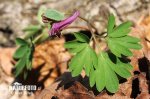 Corydalis intermedia