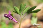 Corydalis intermedia