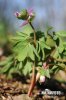 Corydalis pumila