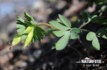 Corydalis pumila