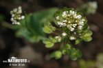 Cotswold Pennycress