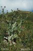 Cotton Thistle