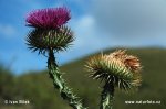 Cotton Thistle