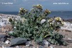 Crambe maritima