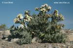 Crambe maritima