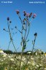 Creeping Thistle