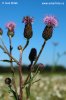 Creeping Thistle