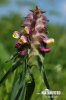 Crested Cow-Wheat