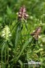 Crested Cow-Wheat