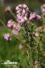 Cross-leaved Heath