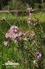 Cross-leaved Heath