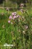 Cross-leaved Heath