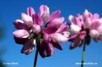 Crown Vetch