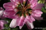 Crown Vetch