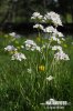 Cuckoo Flower