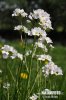 Cuckoo Flower