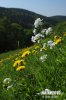 Cuckoo Flower