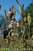 Cuscuta