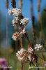 Cuscuta epithymum