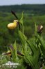 Cypripedium calceolus