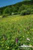 Dactylorhiza de mayo