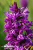 Dactylorhiza de mayo