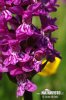 Dactylorhiza de mayo