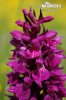 Dactylorhiza de mayo