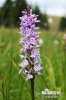 Dactylorhiza fuchsii subsp. fuchsii