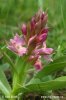 Dactylorhiza sambucina