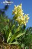 Dactylorhiza sambucina