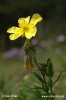 Dark Rockrose