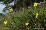 Dark Rockrose