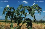 Datura stramonium