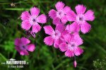 Dianthus sylvaticus