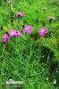 Dianthus sylvaticus