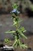 Dillenius' Speedwell