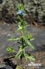 Dillenius' Speedwell