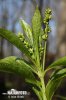 Dog's Mercury