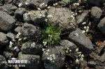 Draba primaverile