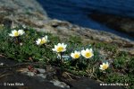 Dryas octopetala