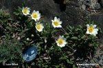 Dryas octopetala