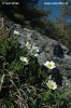 Dryas octopetala