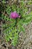 Dwarf Thistle