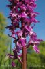 Early-purple Orchid